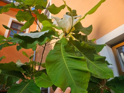 Magnolia macrophylla - šácholan velkolistý